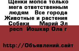 Щенки мопса только мега-ответственным людям - Все города Животные и растения » Собаки   . Марий Эл респ.,Йошкар-Ола г.